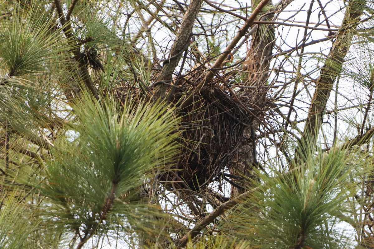 Savanna Hawk - ML646171280