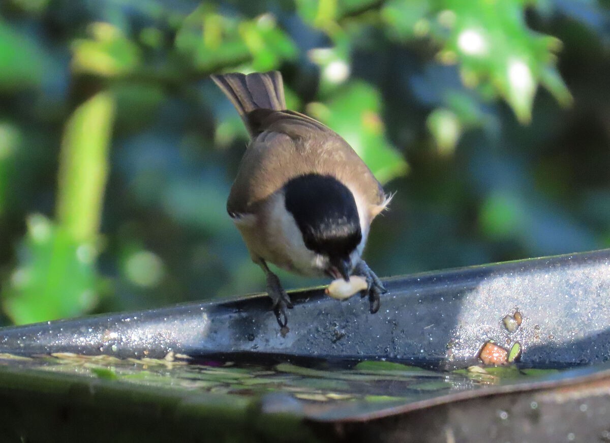 Marsh Tit - ML646171281
