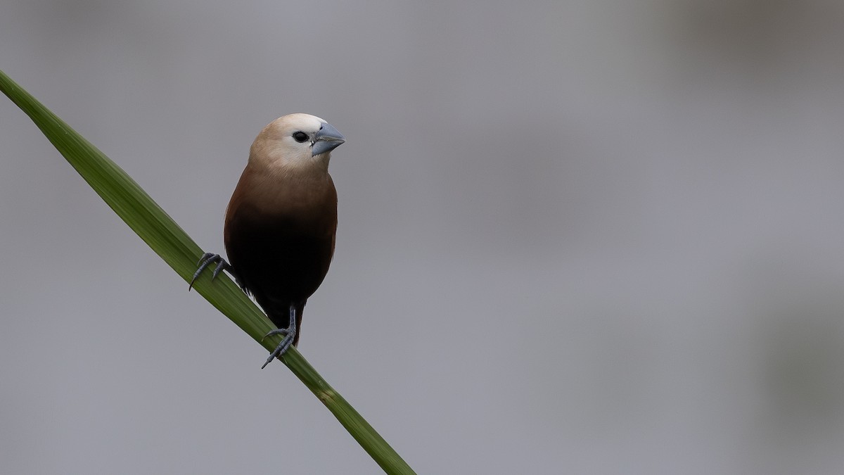 White-headed Munia - ML646171287