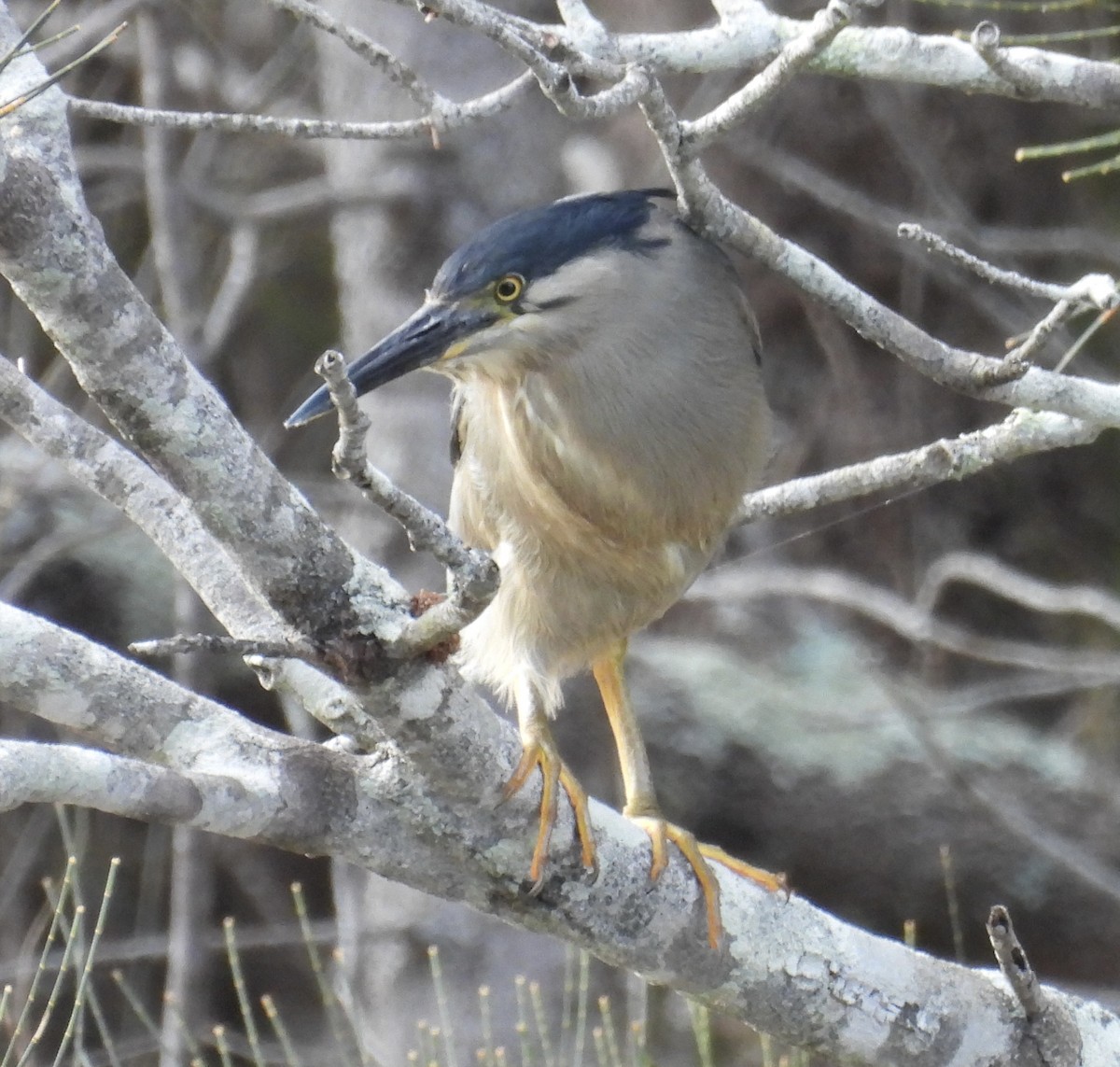 Little Heron - ML646171295