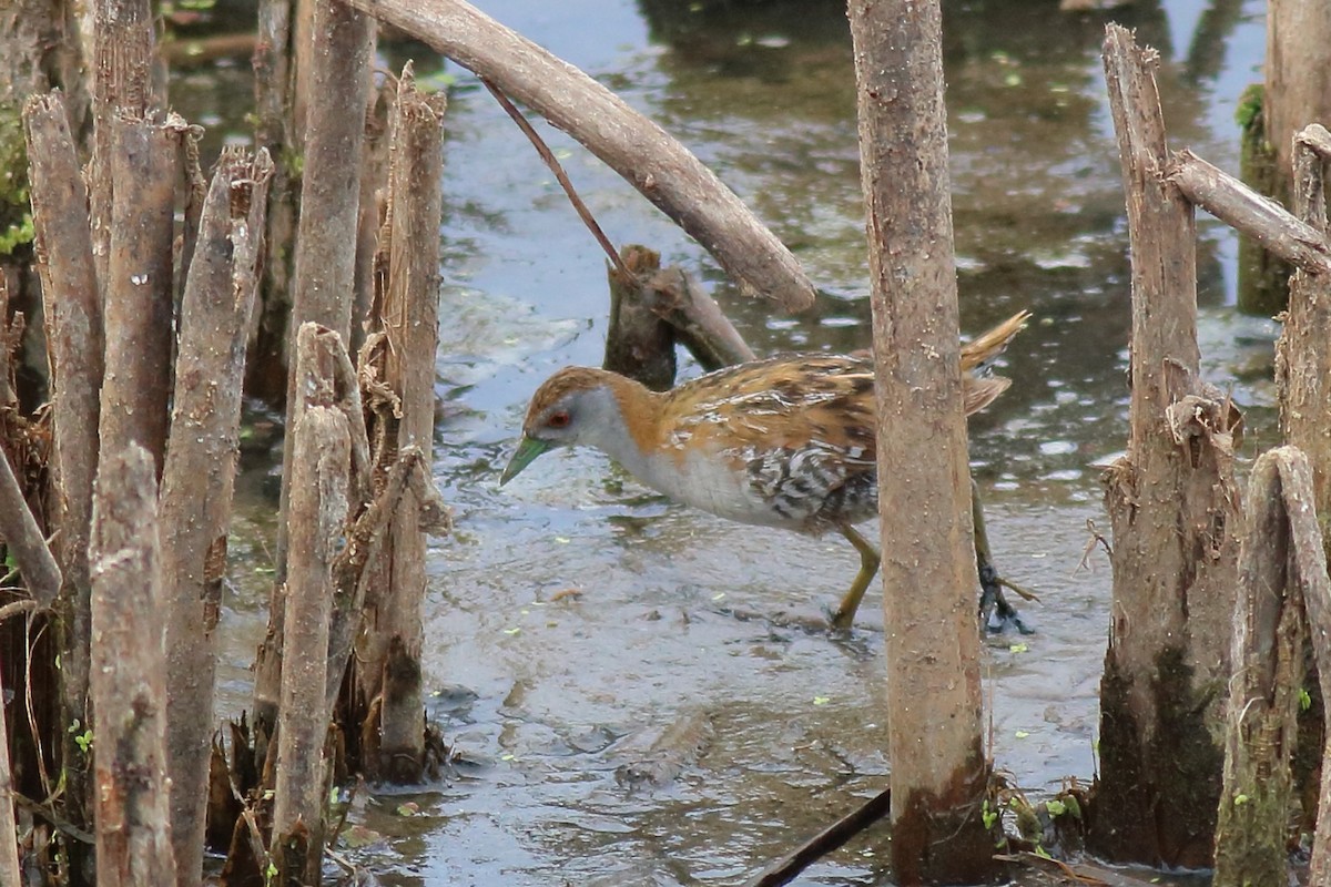 dvergrikse - ML646171296