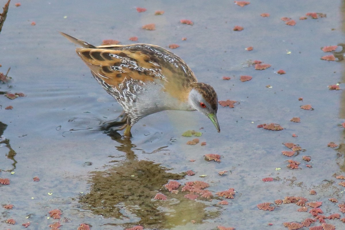 dvergrikse - ML646171300