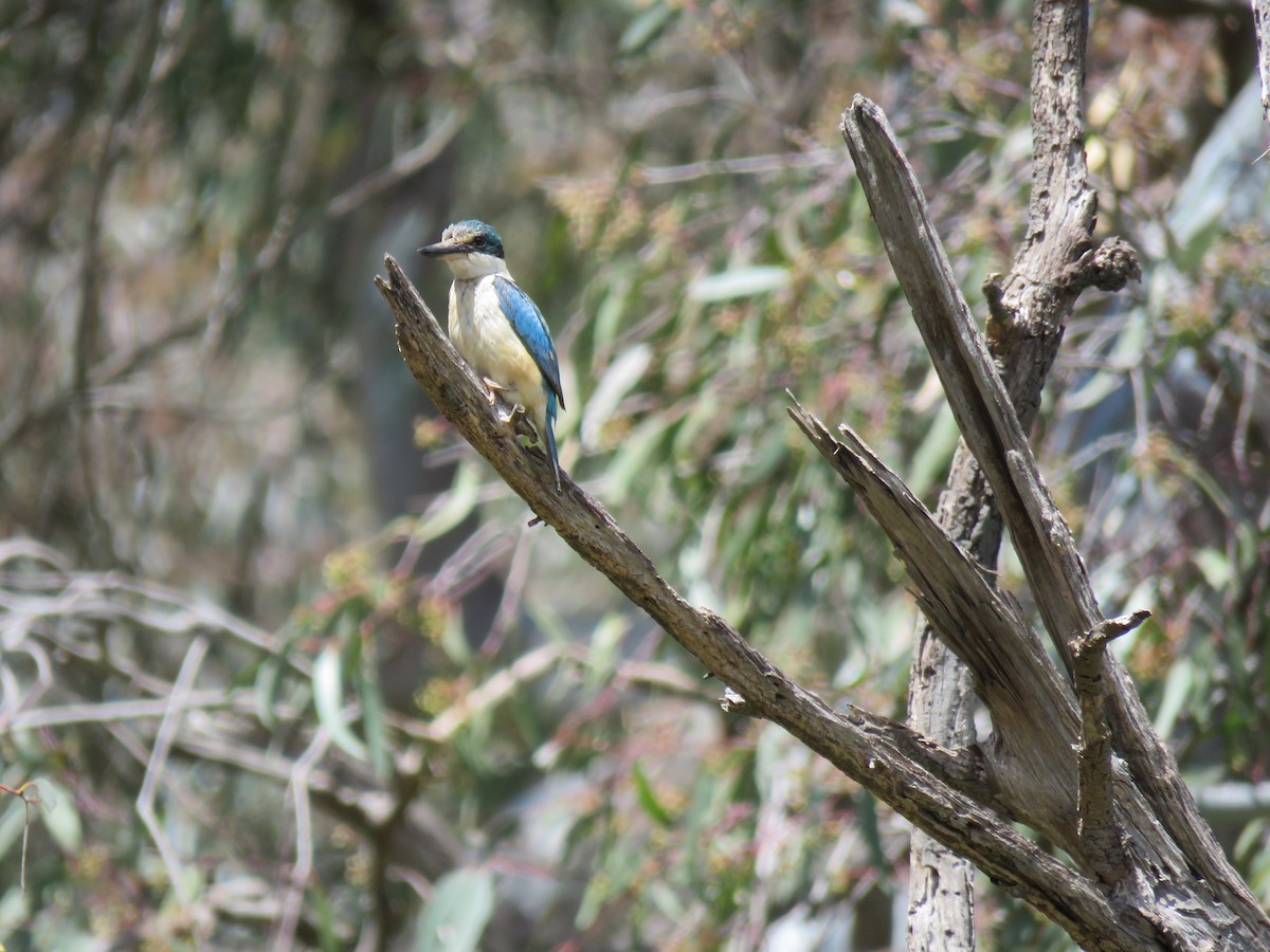 Sacred Kingfisher - ML646171304