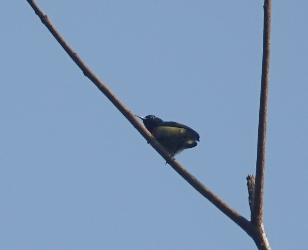 Collared Sunbird - ML646171305