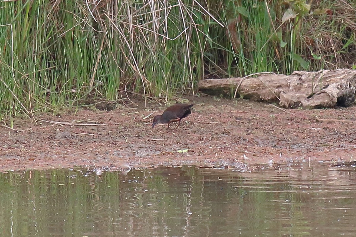 Spotless Crake - ML646171306