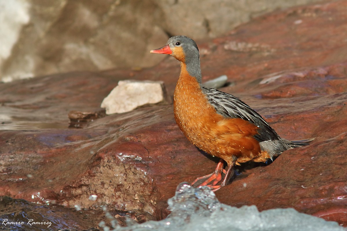 Torrent Duck - ML646171307