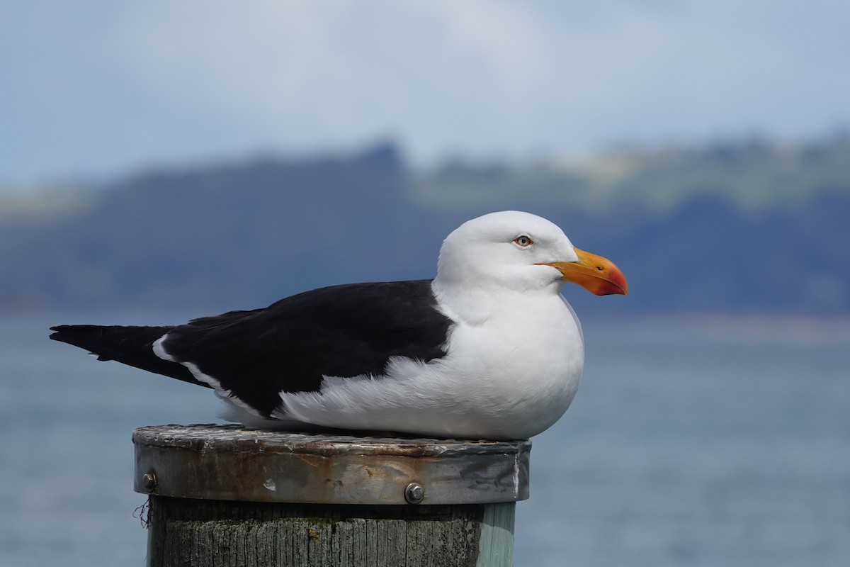 Pacific Gull - ML646171308