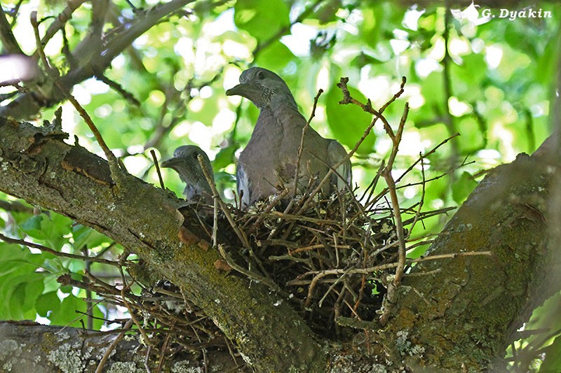 Common Wood-Pigeon - ML646171309