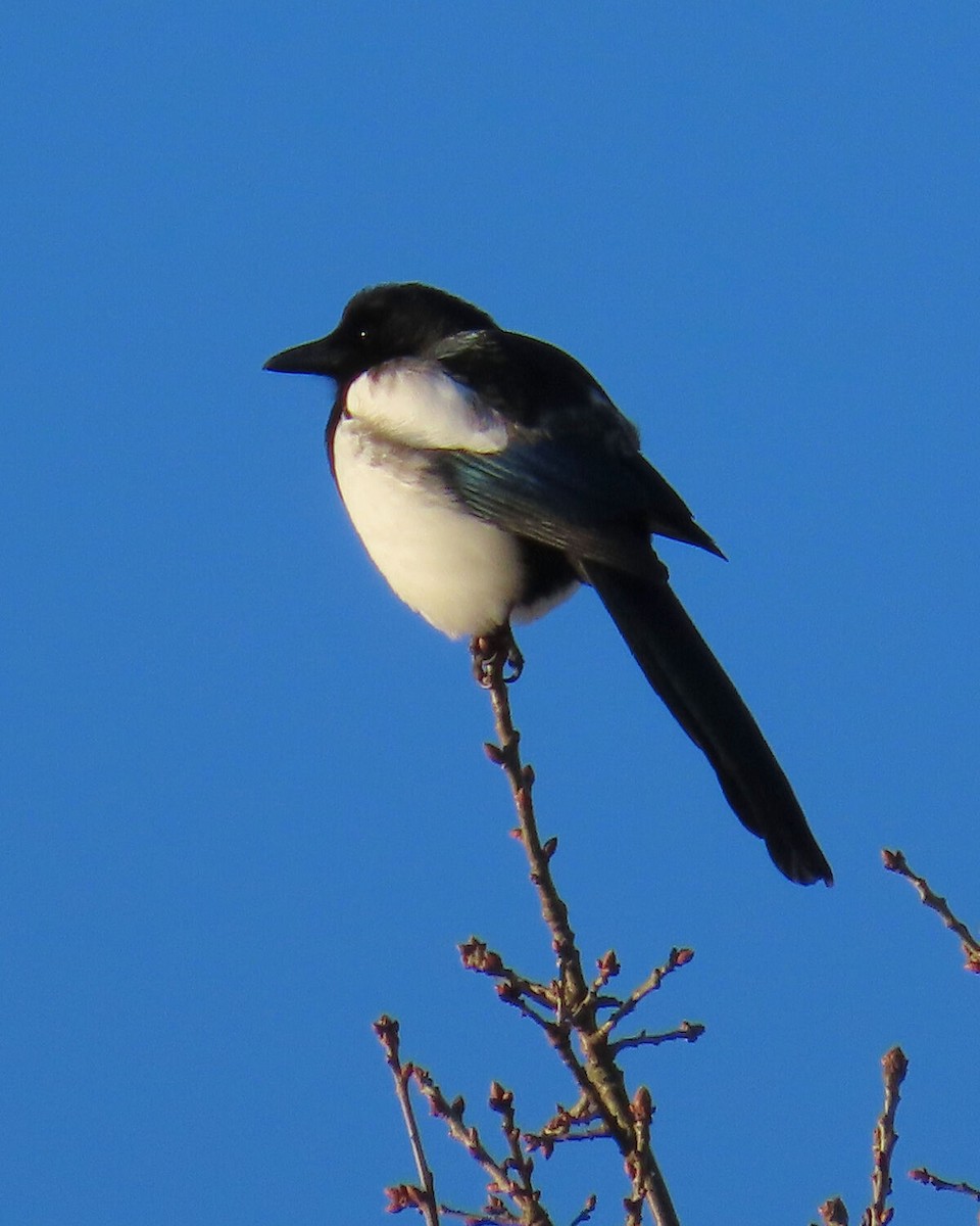 Eurasian Magpie - ML646171310