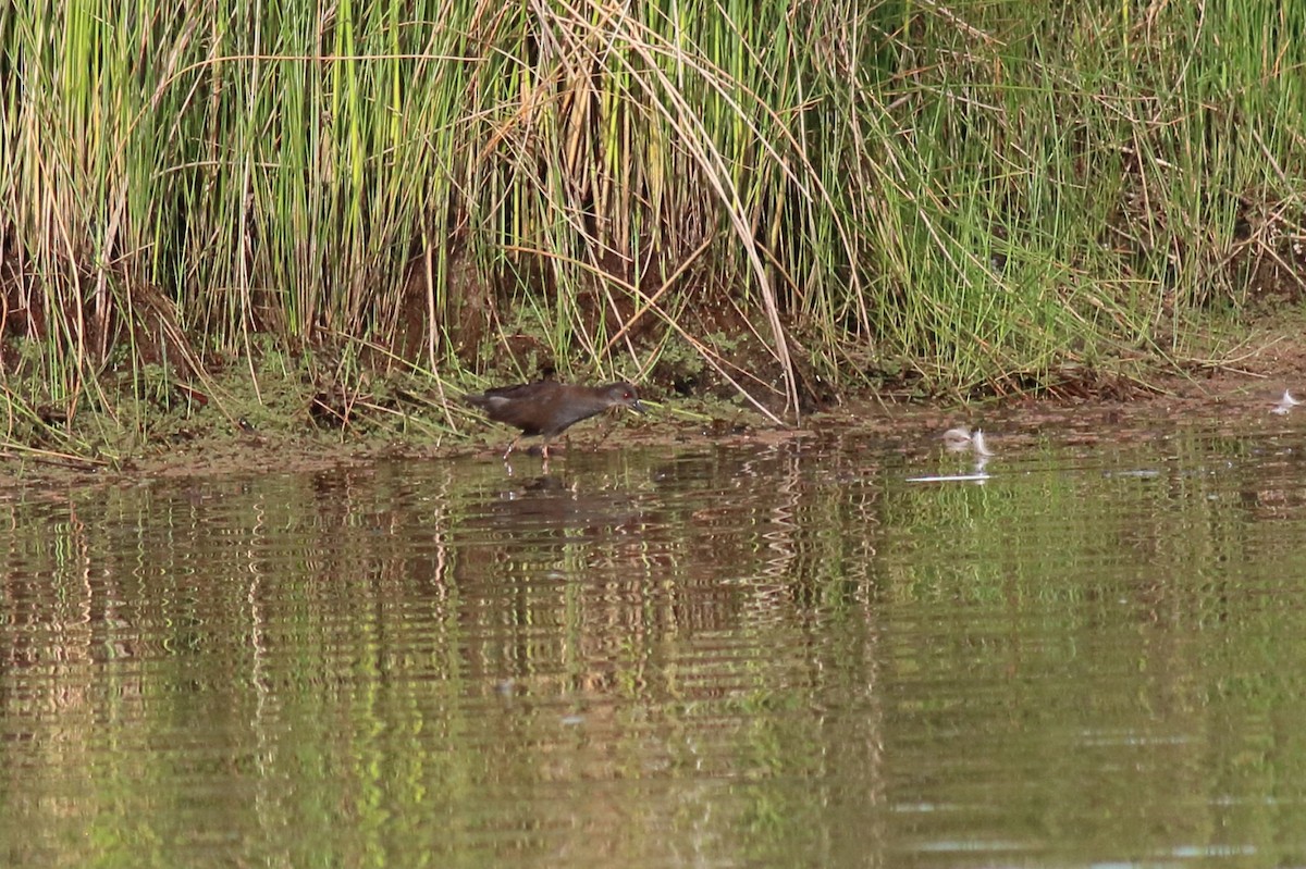 Spotless Crake - ML646171311