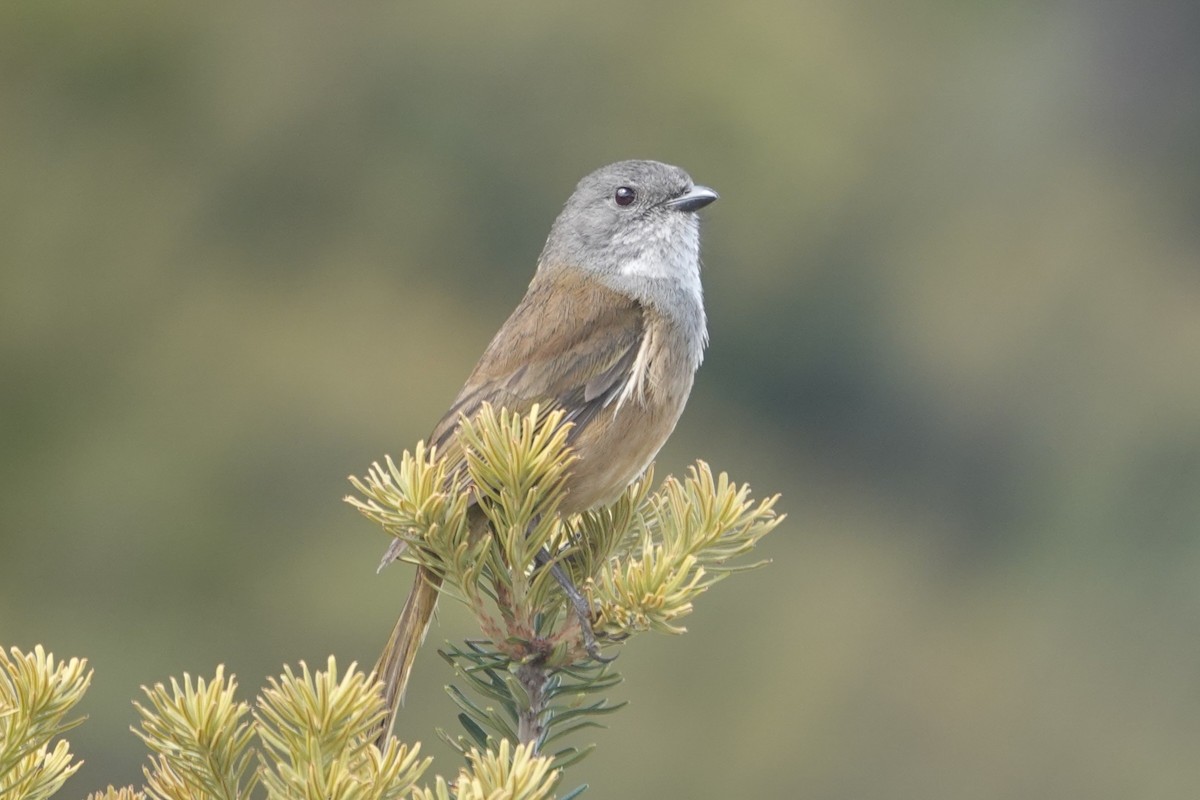 Olive Whistler - ML646171312