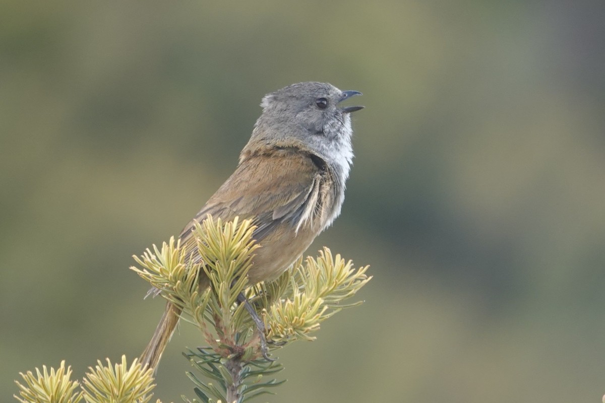 Olive Whistler - ML646171313