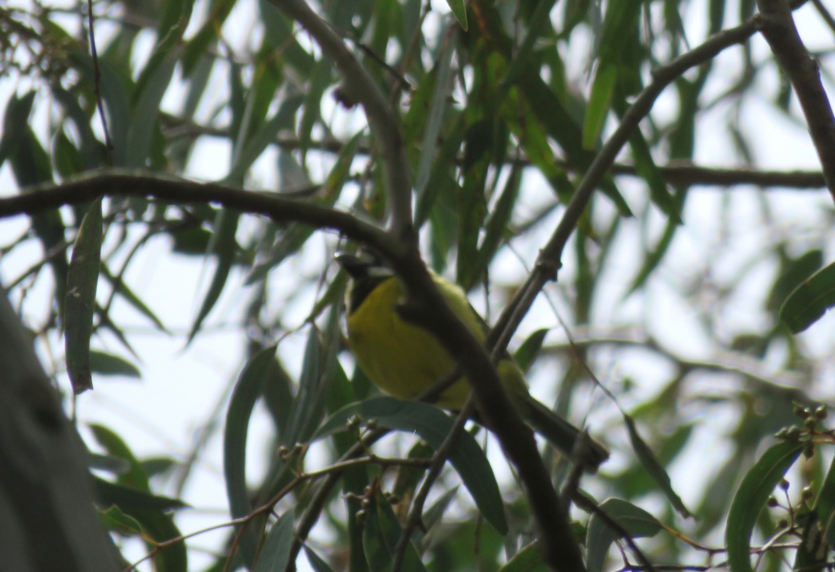 Eastern Shrike-tit - ML646171314