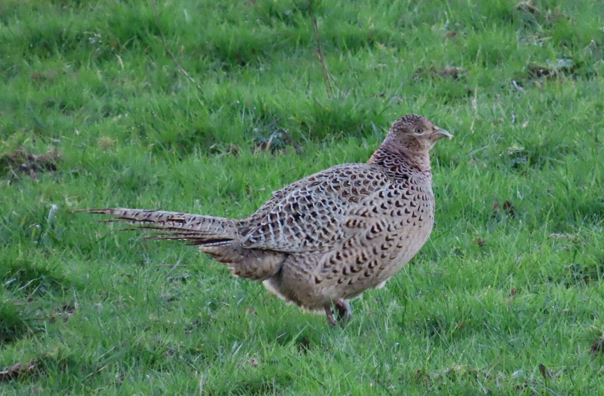 Ring-necked Pheasant - ML646171315
