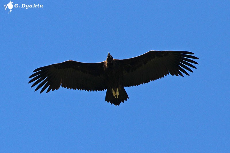 Cinereous Vulture - ML646171316