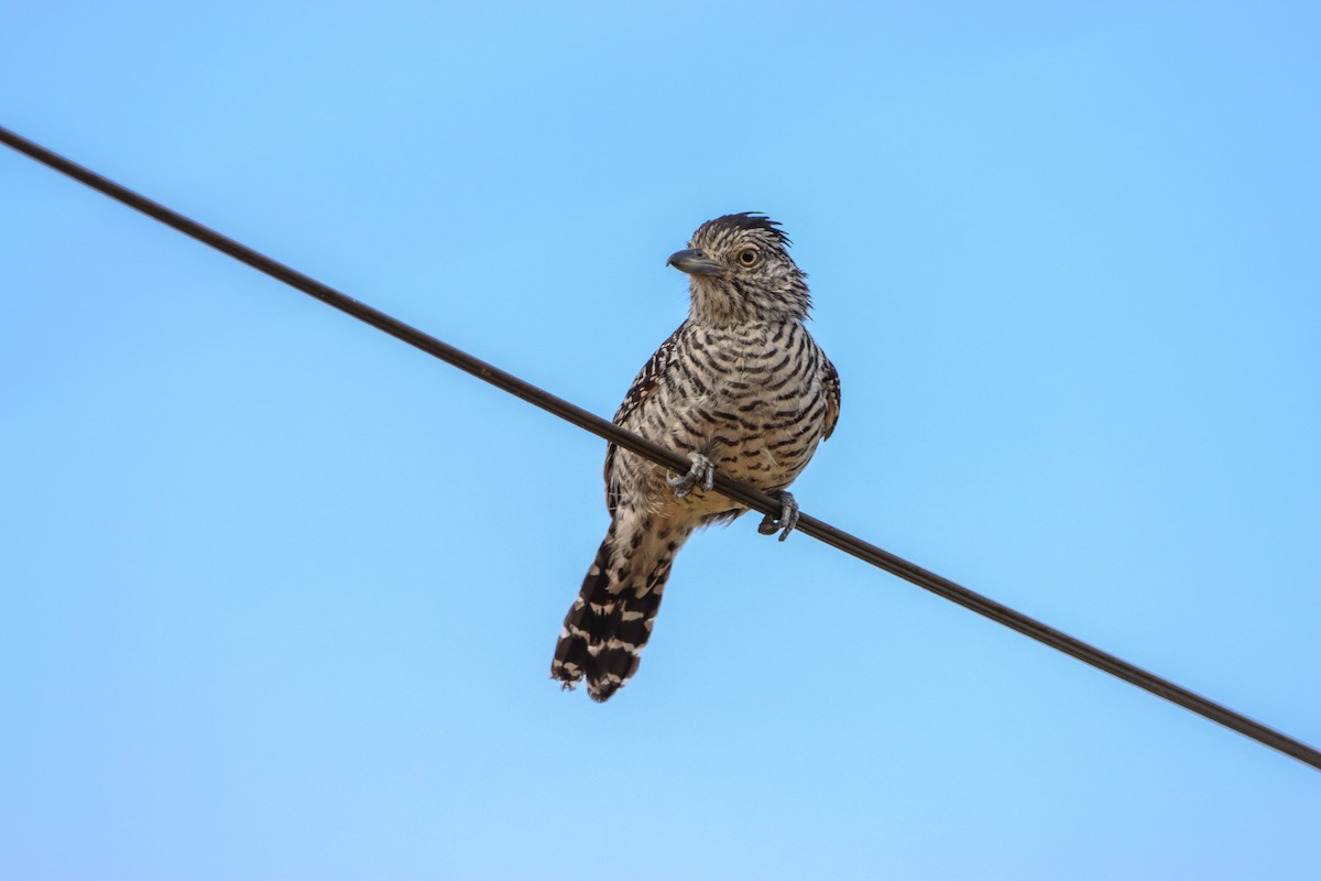 Barred Antshrike - ML646171317
