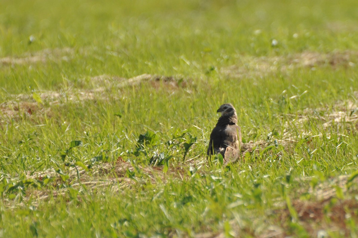 Montagu's Harrier - ML646171318