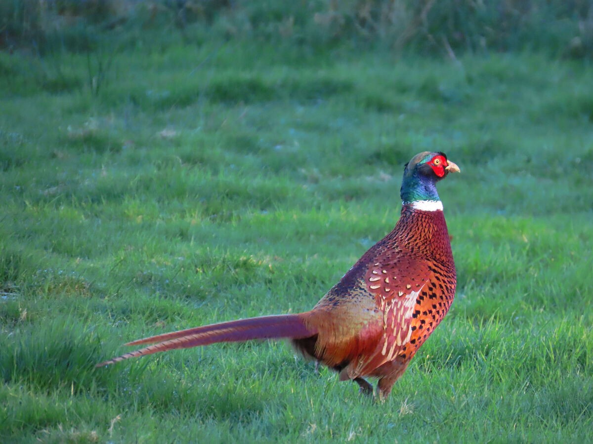 Ring-necked Pheasant - ML646171319