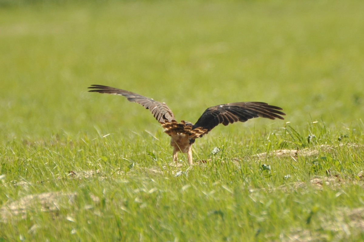 Montagu's Harrier - ML646171320