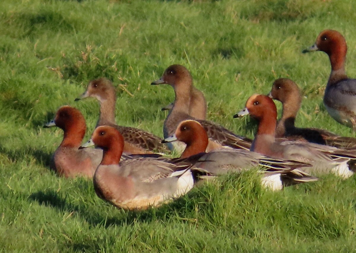 Eurasian Wigeon - ML646171322