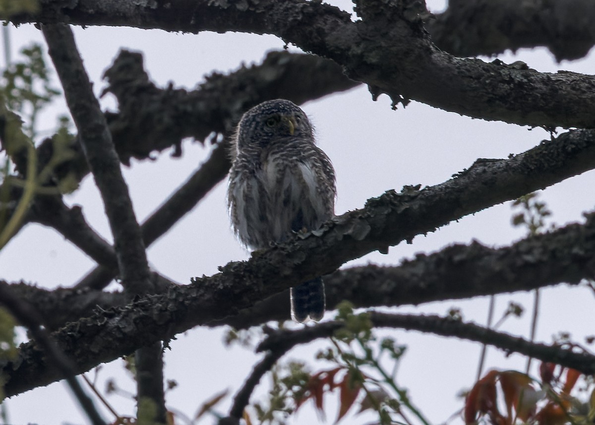 Collared Owlet - ML646171323