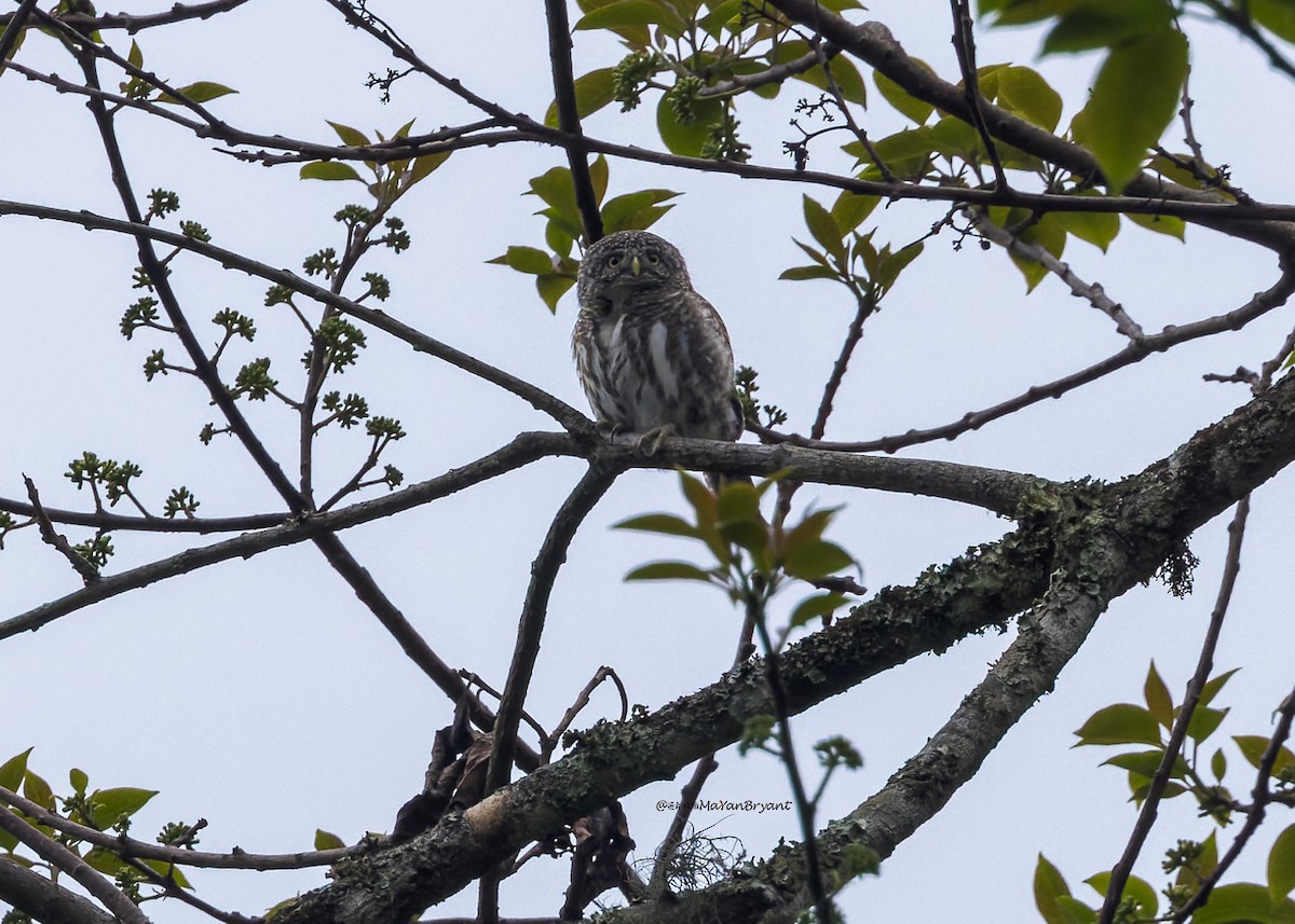 Collared Owlet - ML646171324