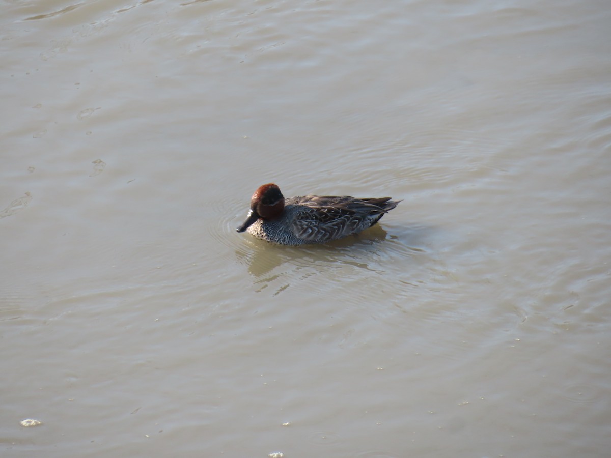 Green-winged Teal - ML646171325