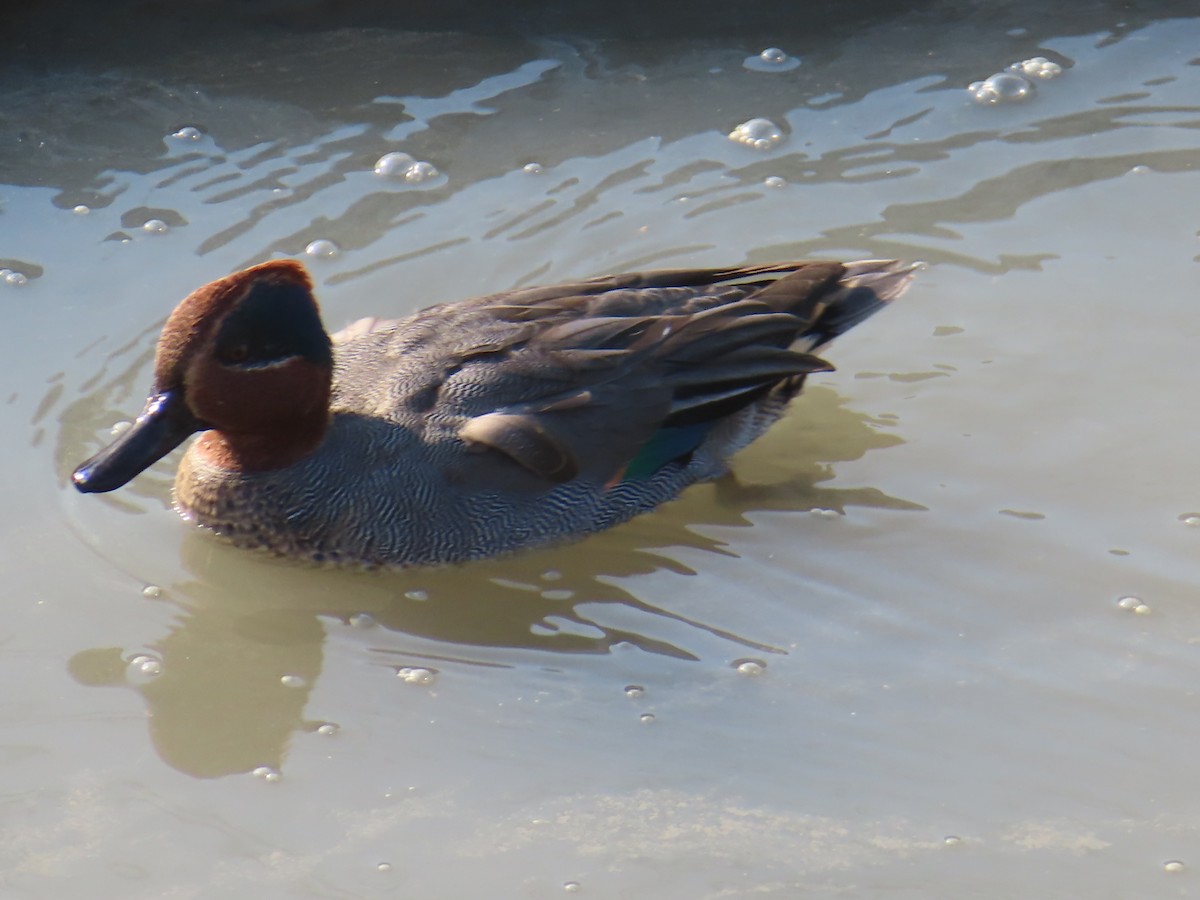 Green-winged Teal - ML646171326