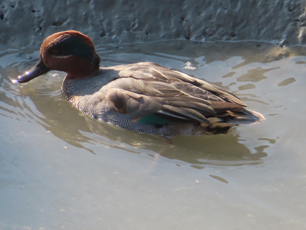 Green-winged Teal - ML646171327