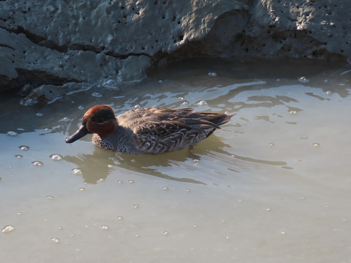 Green-winged Teal - ML646171328