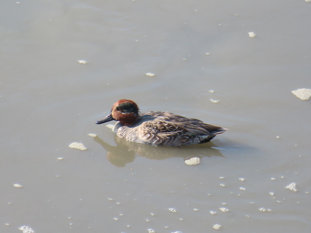 Green-winged Teal - ML646171329