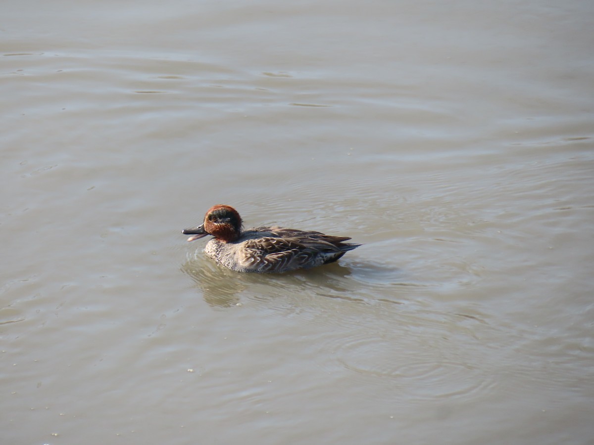 Green-winged Teal - ML646171330