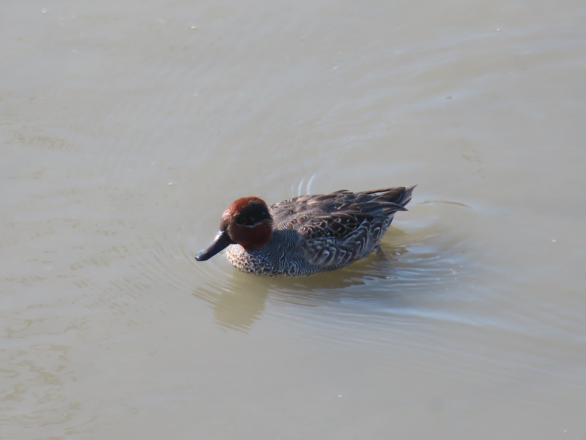 Green-winged Teal - ML646171331