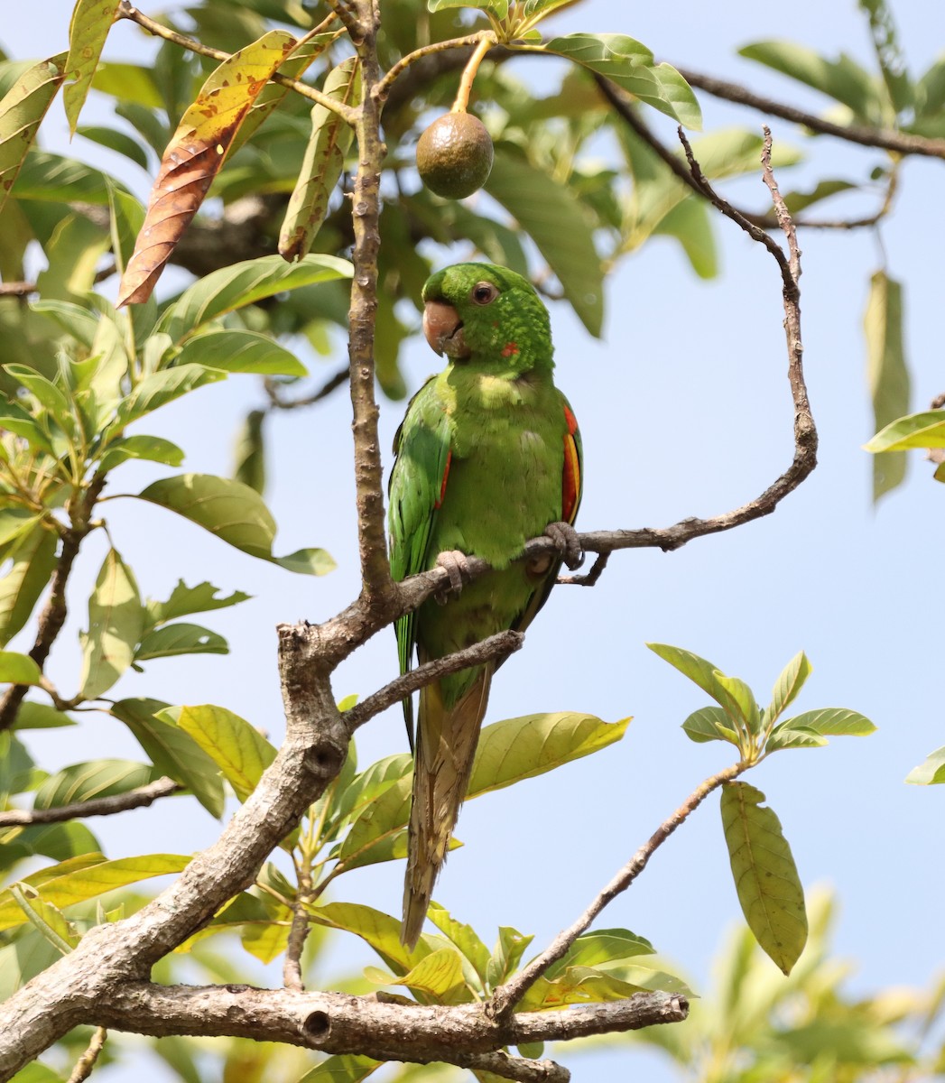 White-eyed Parakeet - ML646171333