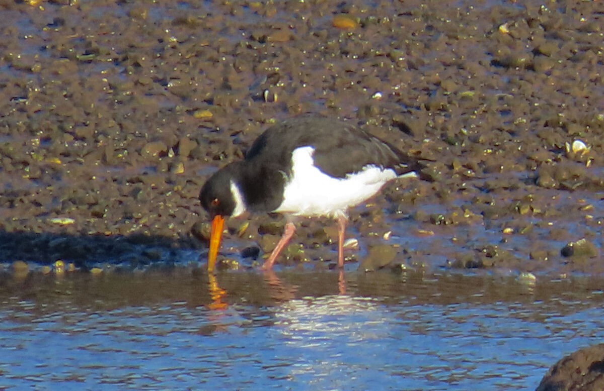 Eurasian Oystercatcher - ML646171334