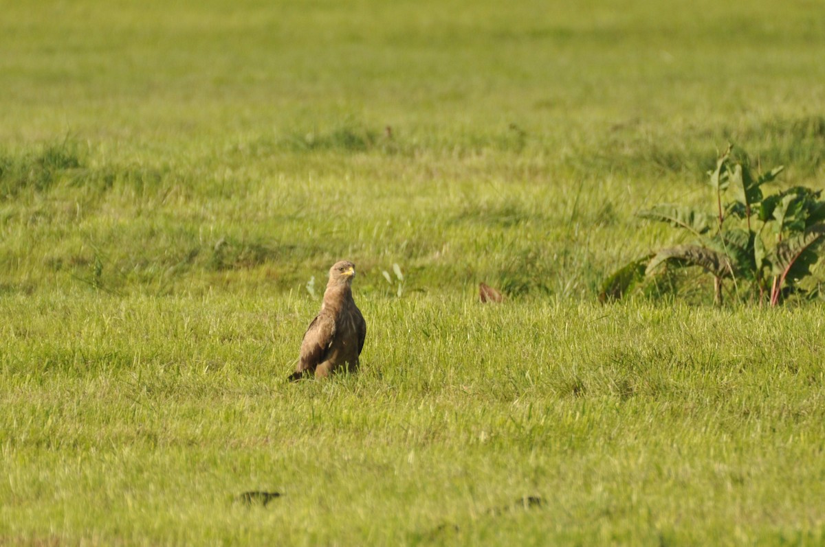 Lesser Spotted Eagle - ML646171336