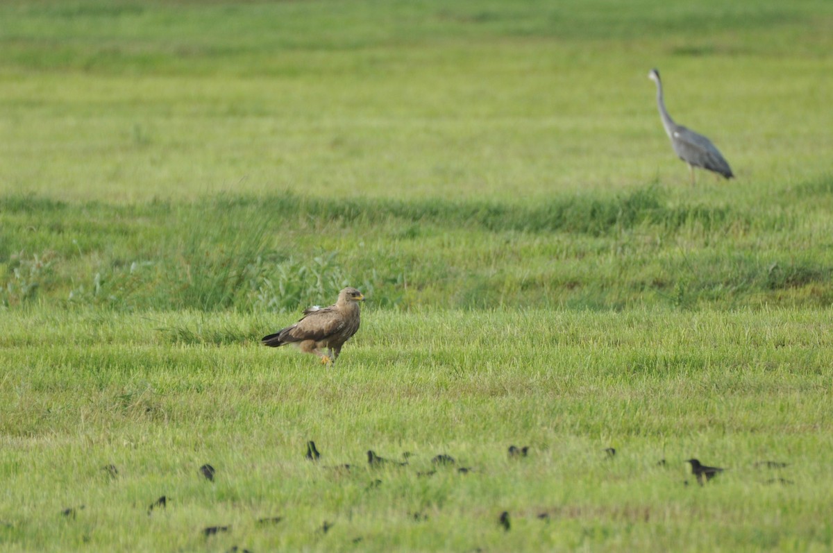Lesser Spotted Eagle - ML646171338