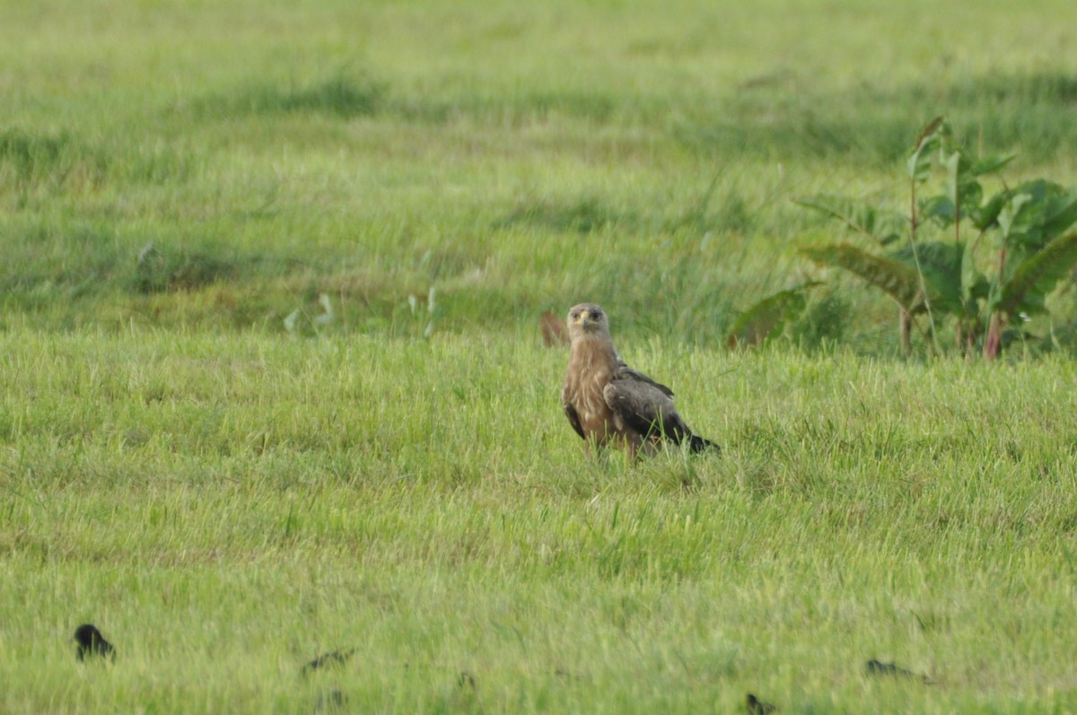 Lesser Spotted Eagle - ML646171340