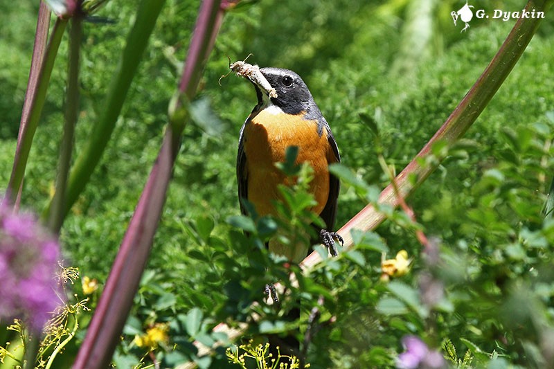 Petirrojo de Irán - ML646171344