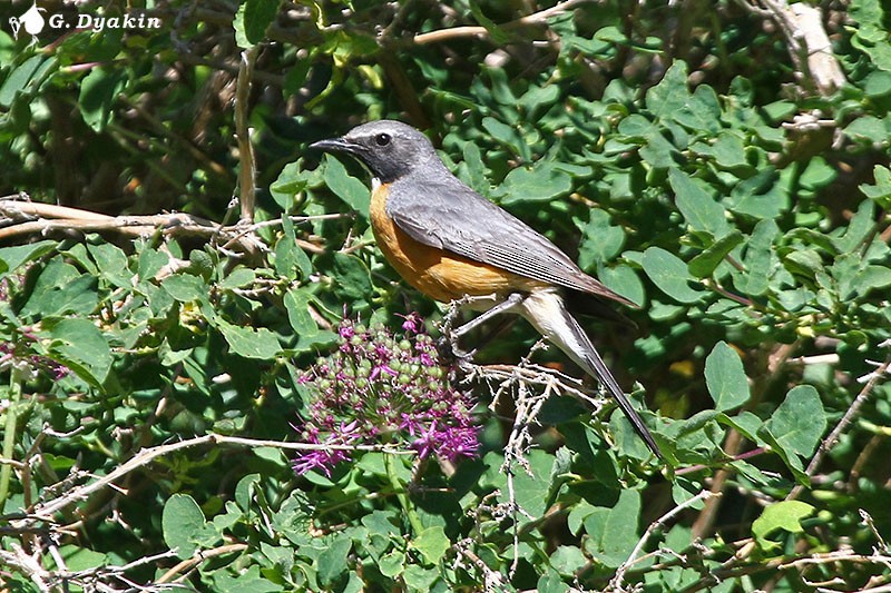 Petirrojo de Irán - ML646171345