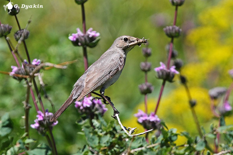 Petirrojo de Irán - ML646171346