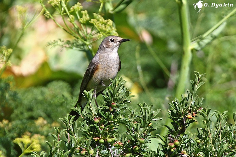 Petirrojo de Irán - ML646171347