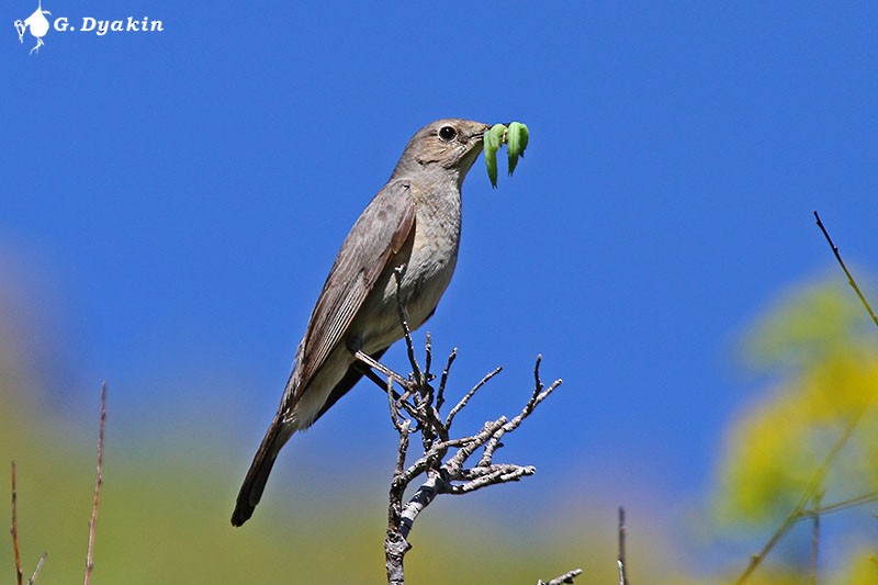 Petirrojo de Irán - ML646171349