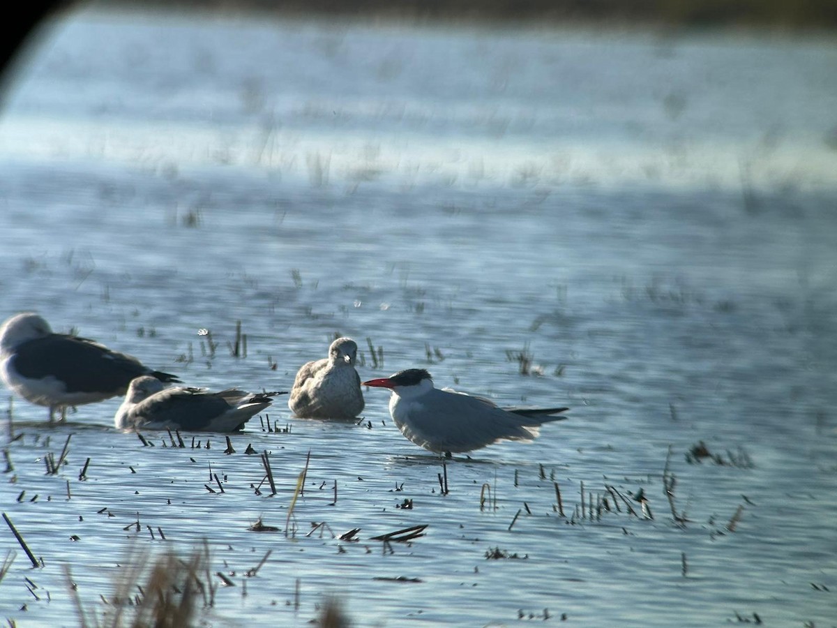 Pagaza Piquirroja - ML646171350