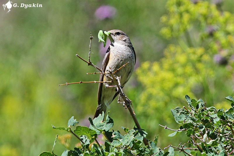 Petirrojo de Irán - ML646171351