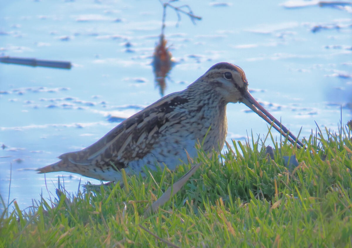 Agachadiza Común - ML646171352