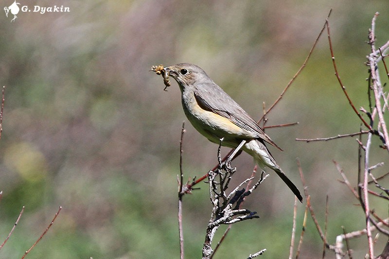 Petirrojo de Irán - ML646171355