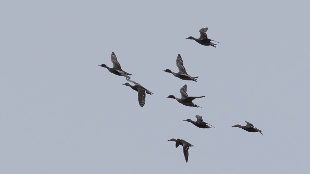 Ánade Rabudo - ML646171356