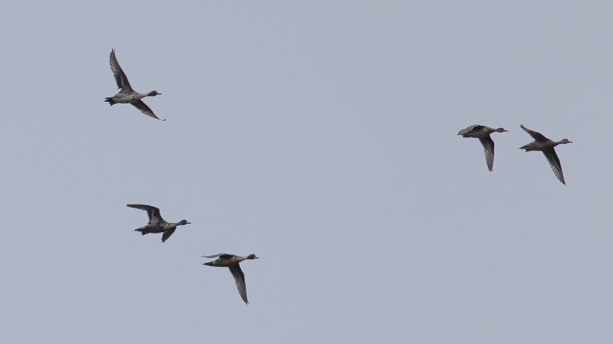 Ánade Rabudo - ML646171357