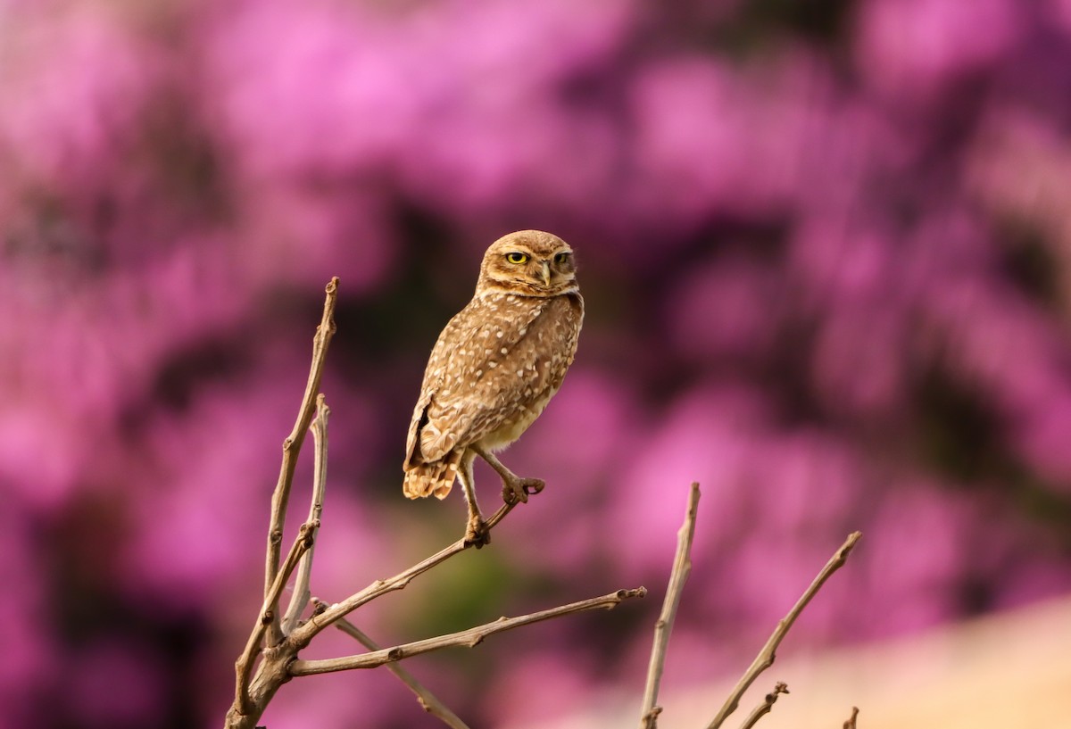Mochuelo de Madriguera - ML646171358